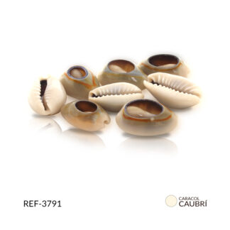 Caracol caubri irregular grande paquete x20 gramos